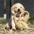 Chiot Labrador lof