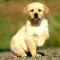 Chiot Labrador lof