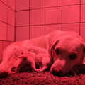 Chiot labrador lof