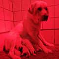 Chiot Labrador Lof