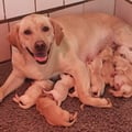 Chiot Labrador Lof