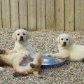 Chiot Labrador Lof