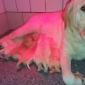 Chiots Labrador lof