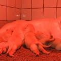 Chiot Labrador Lof