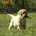 Chiot Labrador Lof