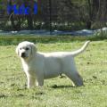 Chiot Labrador Lof