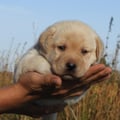 Chiot Labrador Lof