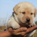 Chiot Labrador Lof