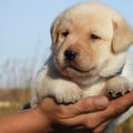 Chiot Labrador Lof