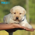 Chiot Labrador Lof