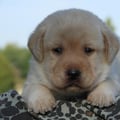 Chiot Labrador Lof
