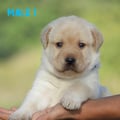 Chiot Labrador Lof
