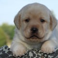 Chiot Labrador Lof