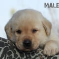 Chiot Labrador Lof