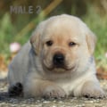 Chiot Labrador Lof