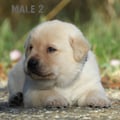 Chiot Labrador Lof