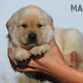 Chiot Labrador Lof