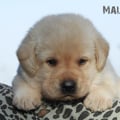 Chiot Labrador Lof