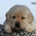 Chiot Labrador Lof
