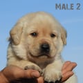Chiot Labrador Lof
