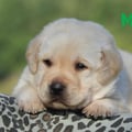 Chiot Labrador Lof