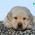 Chiot Labrador Lof