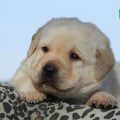 Chiot Labrador Lof