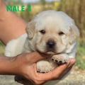 Chiot Labrador Lof
