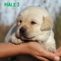 Chiot Labrador Lof