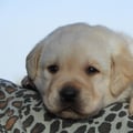 Chiot Labrador Lof