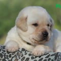 Chiot Labrador Lof