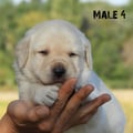 Chiot Labrador Lof