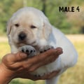 Chiot Labrador Lof
