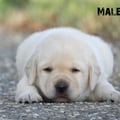 Chiot Labrador Lof