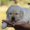 Chiot Labrador Lof