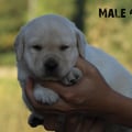 Chiot Labrador Lof