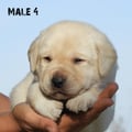 Chiot Labrador Lof
