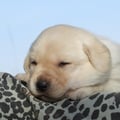 Chiot Labrador Lof