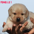 Chiot Labrador Lof