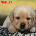 Chiot Labrador Lof