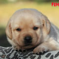 Chiot Labrador Lof