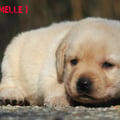 Chiot Labrador Lof