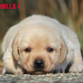 Chiot Labrador Lof