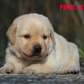 Chiot Labrador Lof
