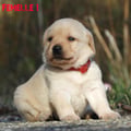 Chiot Labrador Lof