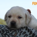 Chiot Labrador Lof