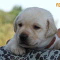 Chiot Labrador Lof