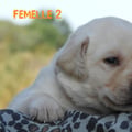 Chiot Labrador Lof