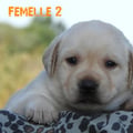 Chiot Labrador Lof