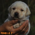 Chiot Labrador Lof